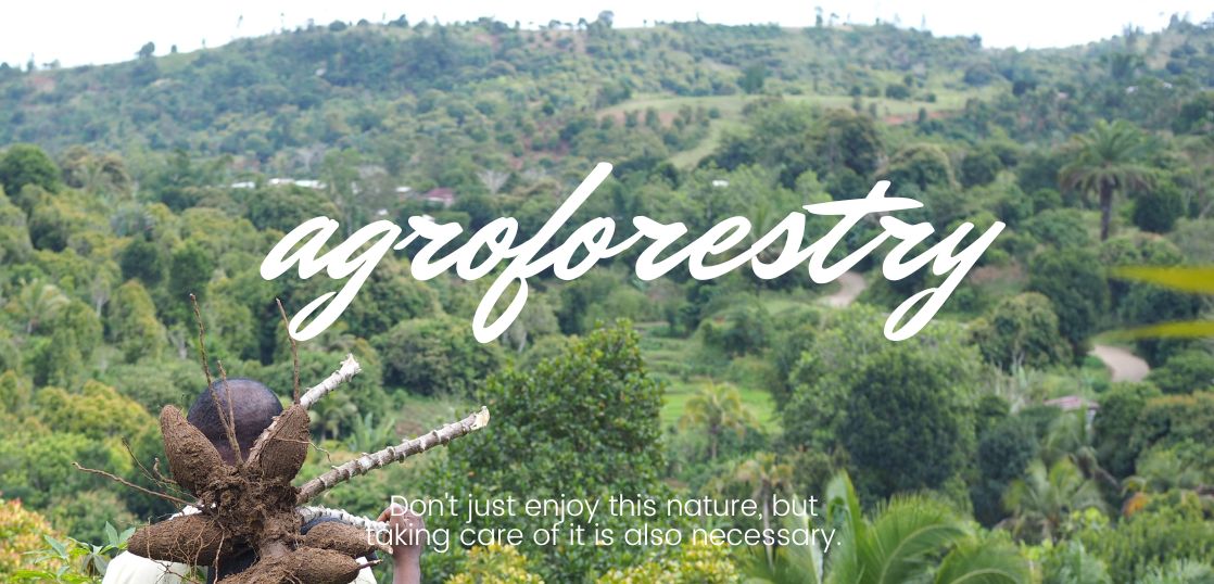 アグロフォレストリー アグロフォレストリー通信＃5 ボルネオのアグロフォレストリー | Co•En